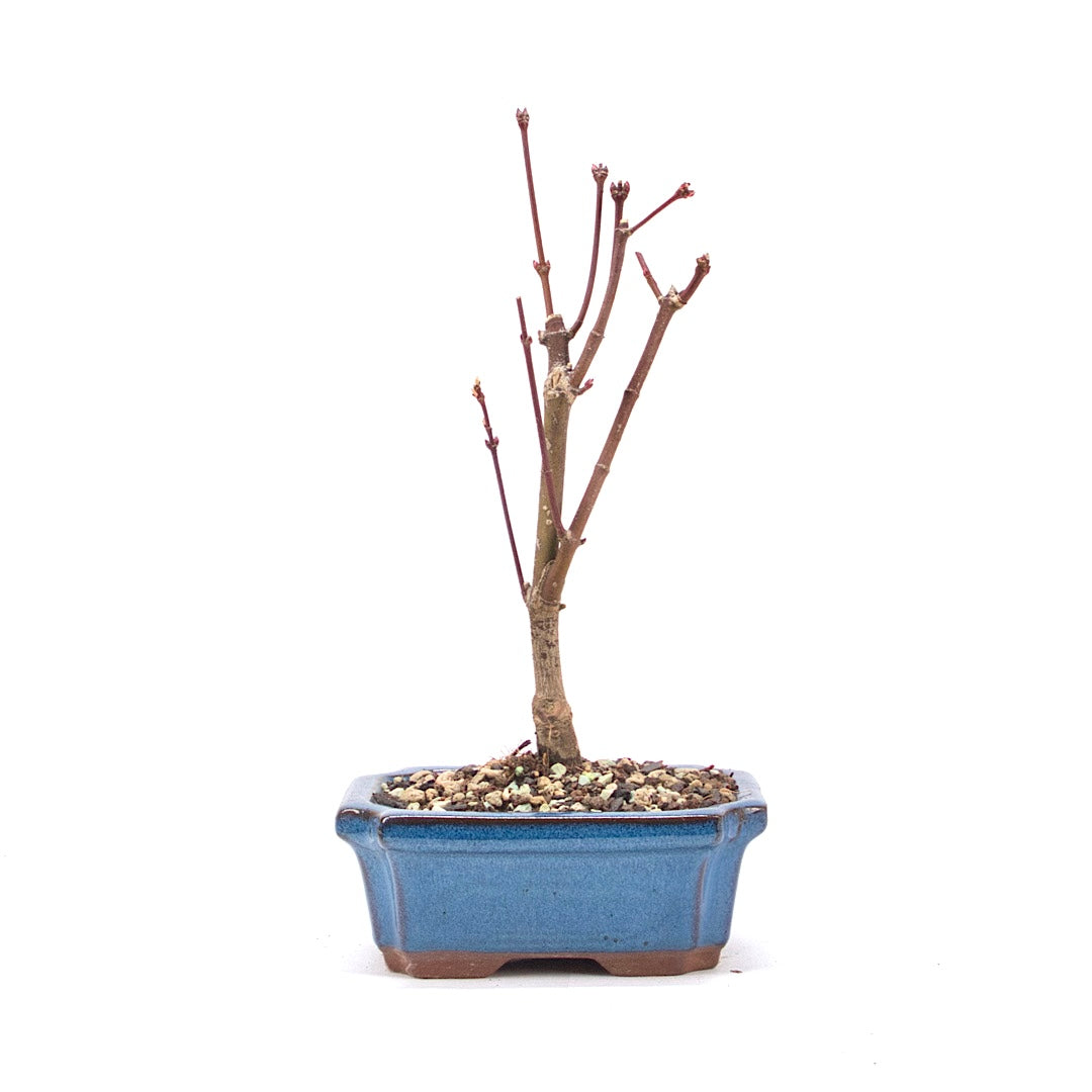 Fächer-Ahorn 'Acer palmatum 'Deshojo'